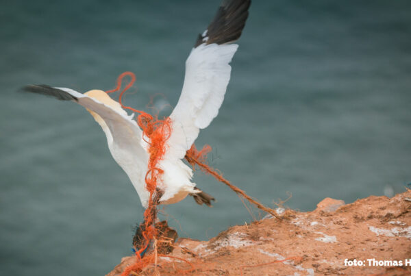 WISSENSECKE: Geisternetze